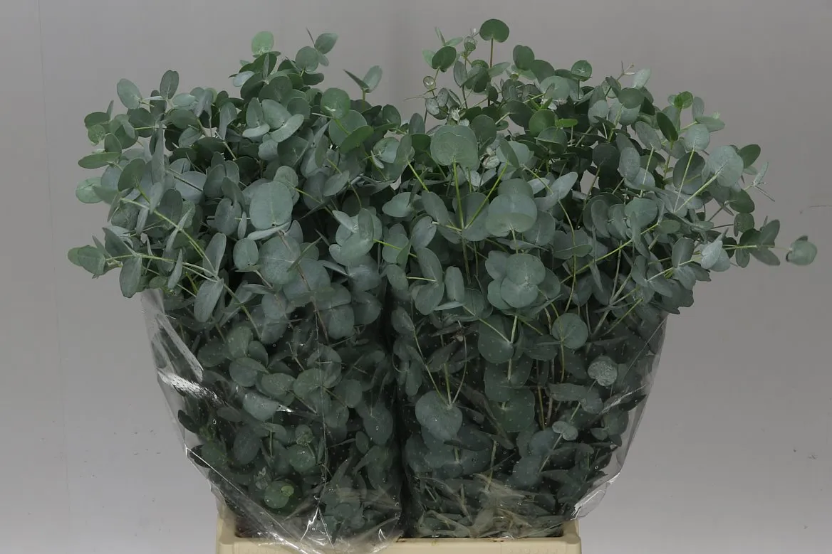 Eukalyptus Gunni Short • 55 cm