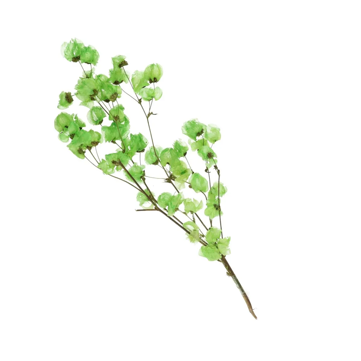 Sušená bugenvilea zelená 55 cm
