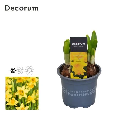 Narcis Tete A Tete • črepník 9 cm