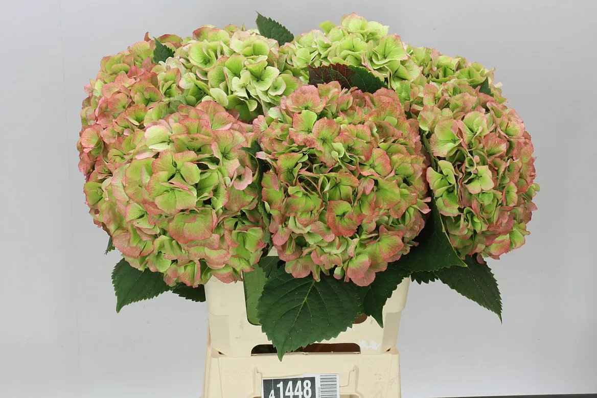 Hortenzia Verena Green Red Classic • 65 cm