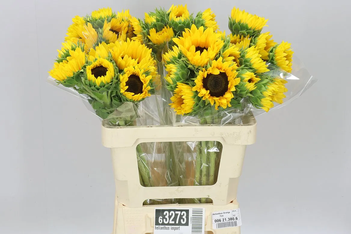 Slnečnica Import • 60 cm