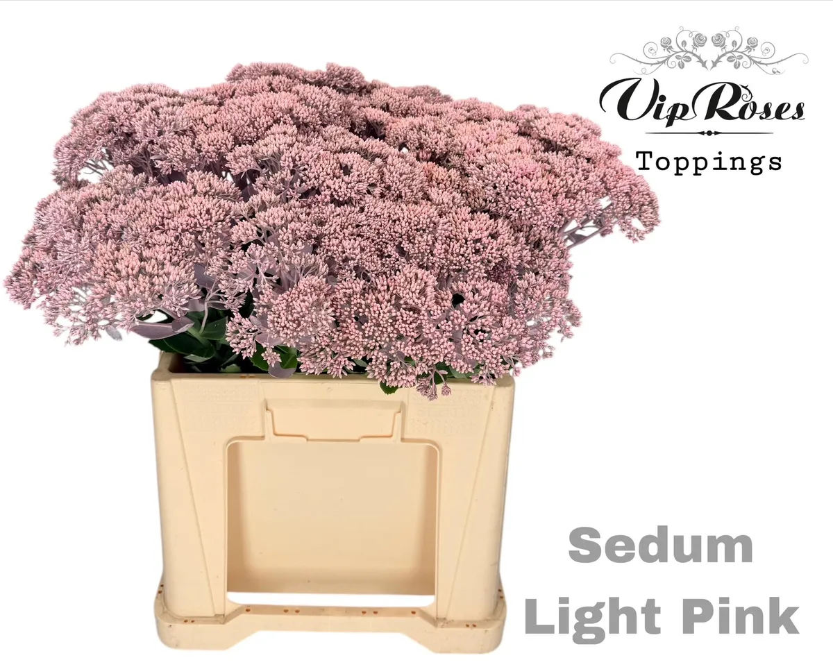 Sedum Light Pink • 55 cm