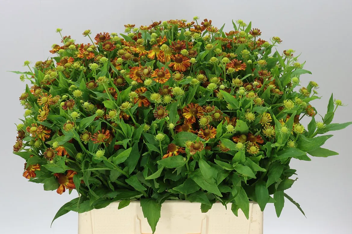 Helenium Ov Orange • 65 cm