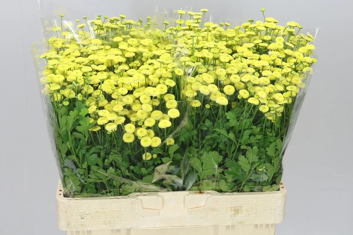 Tanacetum Amazone • 58 cm