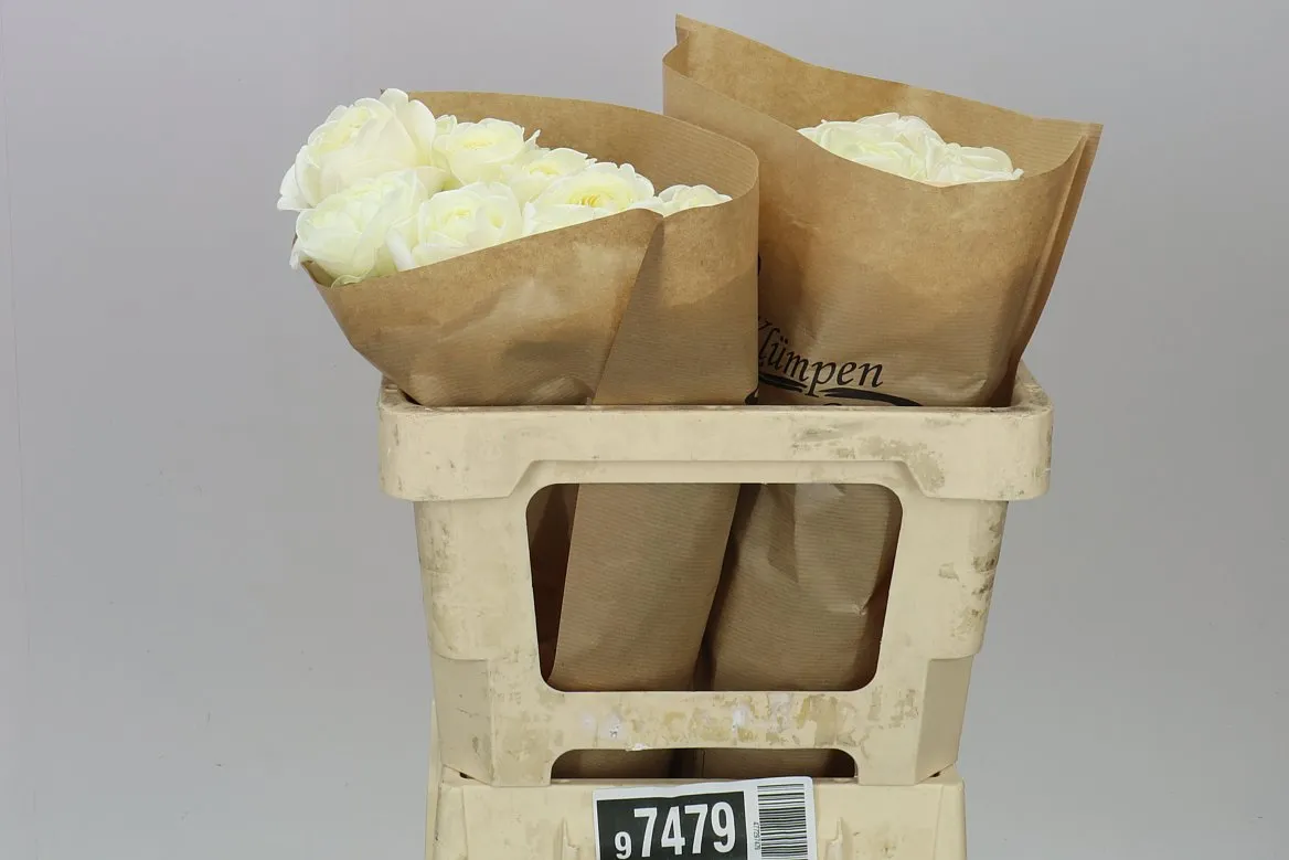 Rosa Gar Chic White! • 50 cm