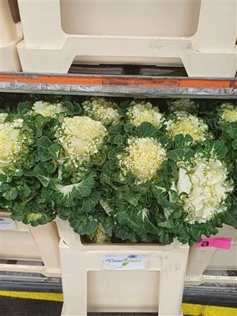 Okrasná kapusta First White • 70 cm