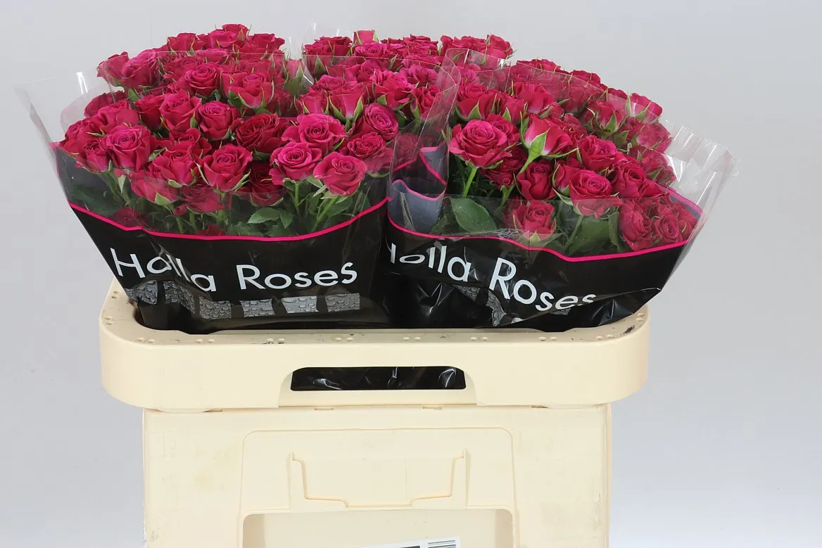 Rosa Tr Cheyenne • 60 cm