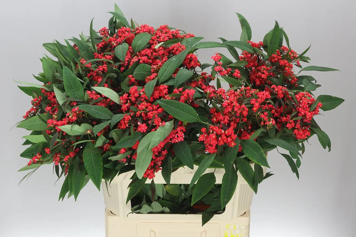 Euphorbia F T Marielle • 80 cm