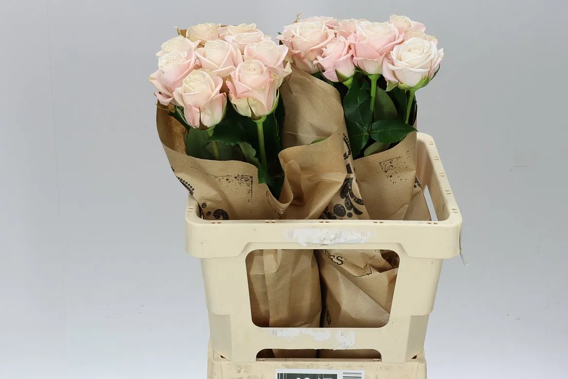 Rosa Gar Cafe • 40 cm