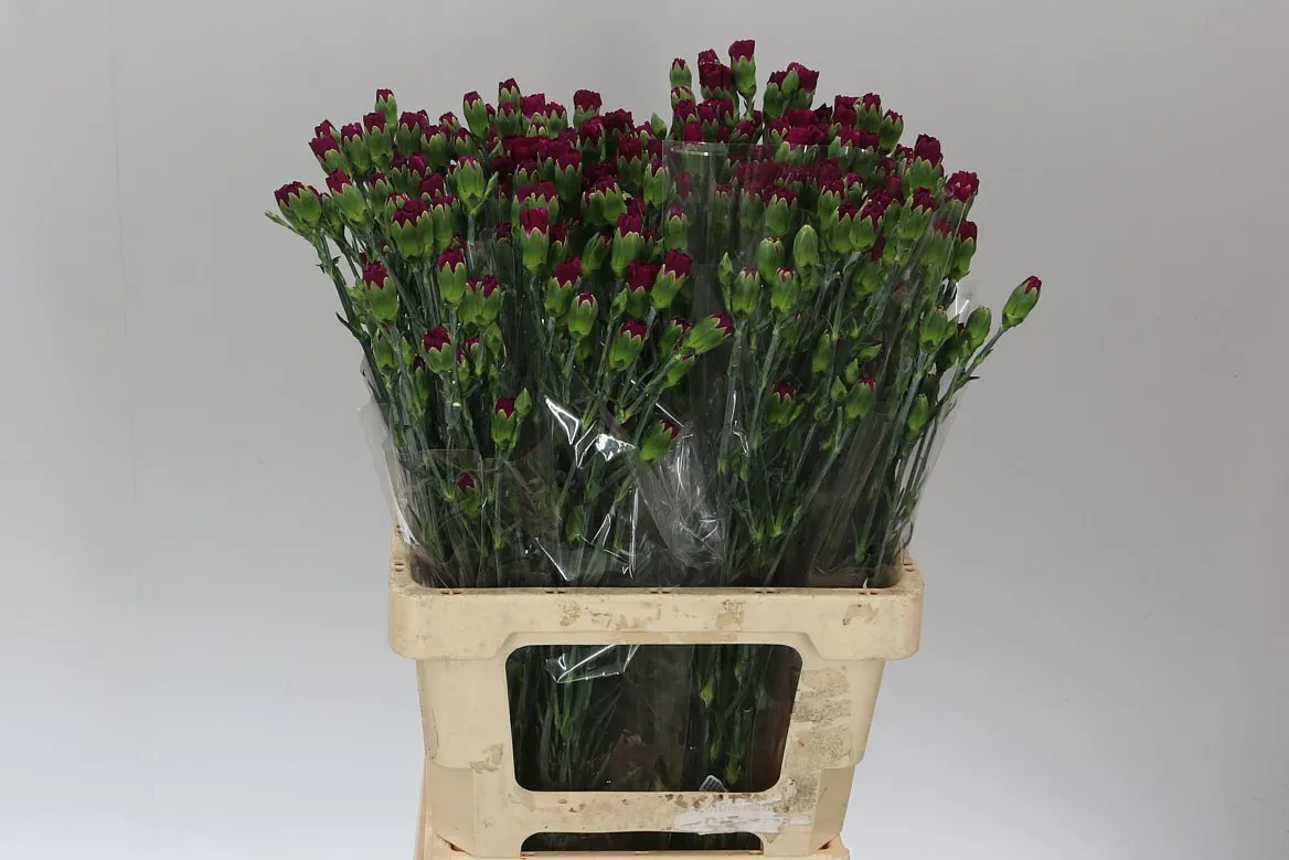 Karafiát trsový Purple, Kolumbia • 60 cm
