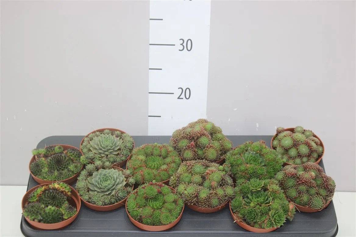 Sempervivum mix • črepník 10,5 cm