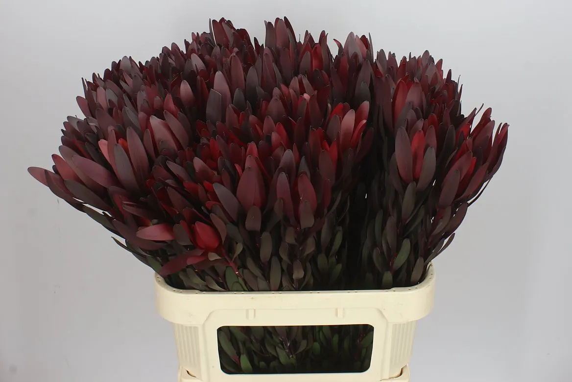Leucadendron Safari Sunset • 80 cm