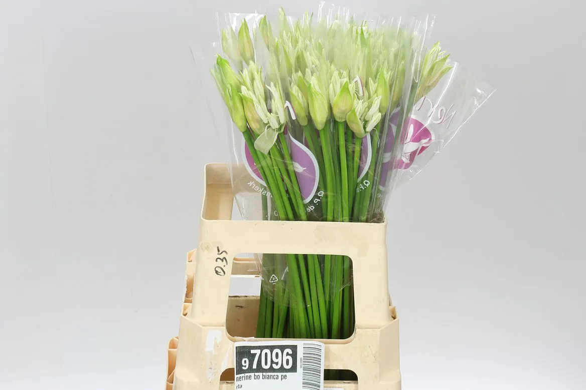 Nerine Bo Bianca Perla • 60 cm