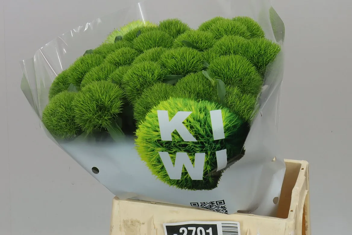 Di Bar Kiwi Mellow • 45 cm