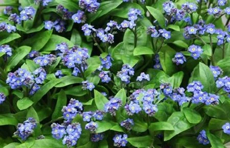 Myosotis Blue • 40 cm
