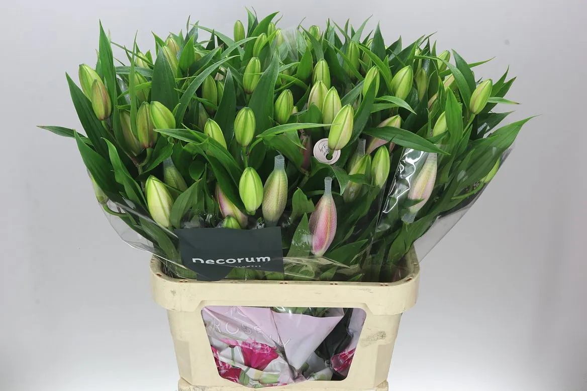 Ľalia orientálna Roselily Viola ( Double ) • 90 cm
