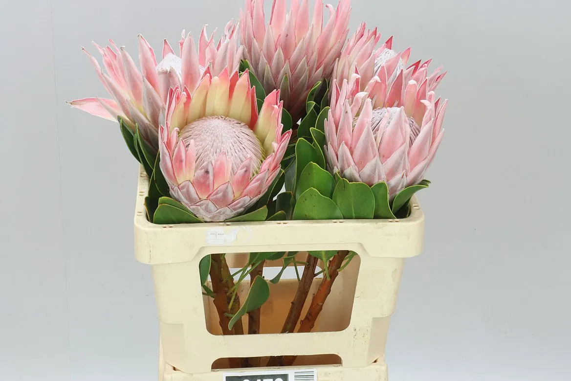 Protea Cynaroides • 60 cm