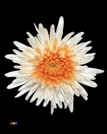 Chryzantéma veľkokvetá Ana White + Orange • 70 cm