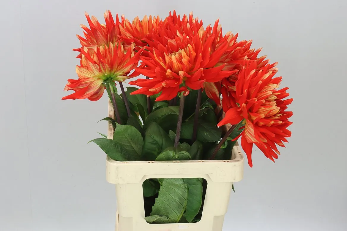Dahlia Vulcan • 55 cm