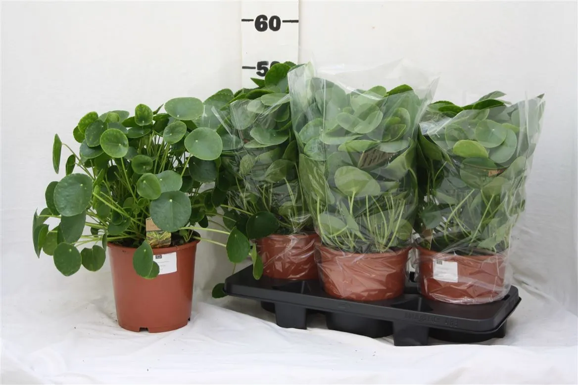 Pilea Peperomoides • črepník 19 cm