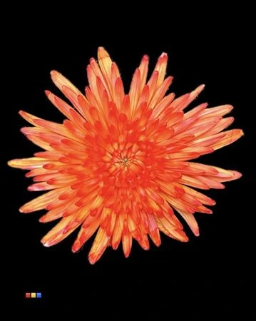 Chryzantéma veľkokvetá Topspin Moonshine • 70 cm