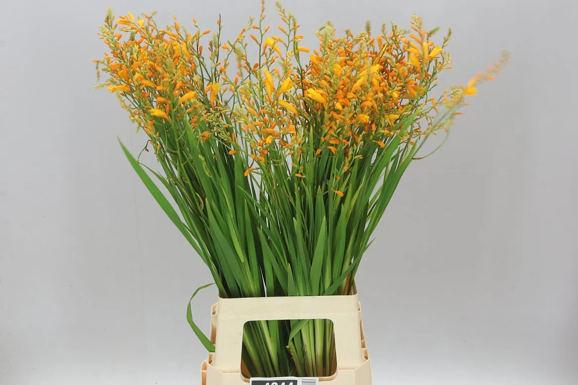 Crocosmia George Davidson Imp • 80 cm