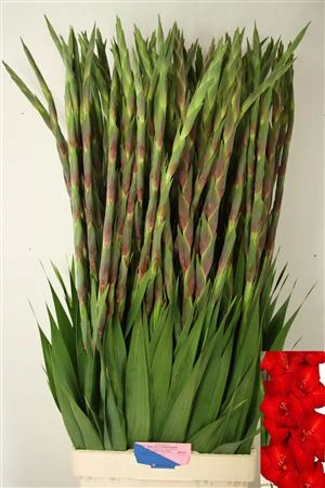 Gladiola Red Balance • 110 cm