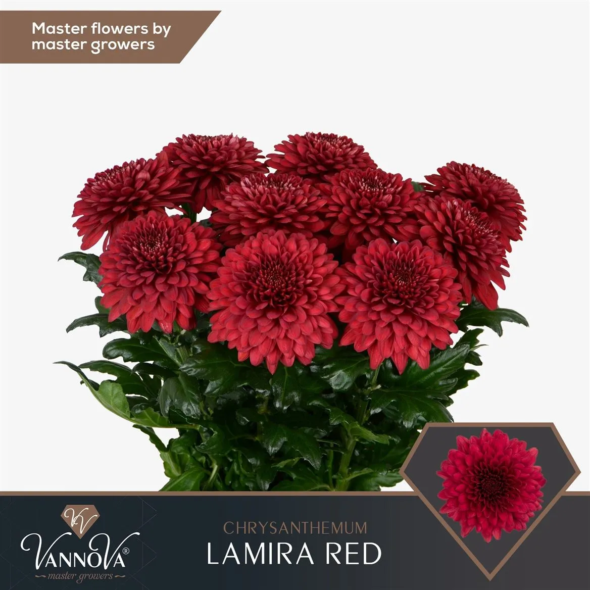Chryzantéma veľkokvetá Lamira Red • 70 cm