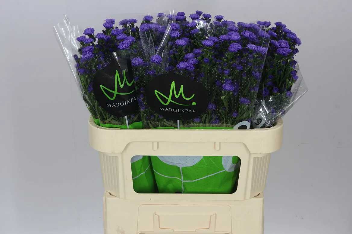 Aster Astee Dark Milka • 70 cm