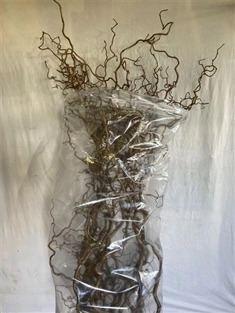 Corylus • 120 cm