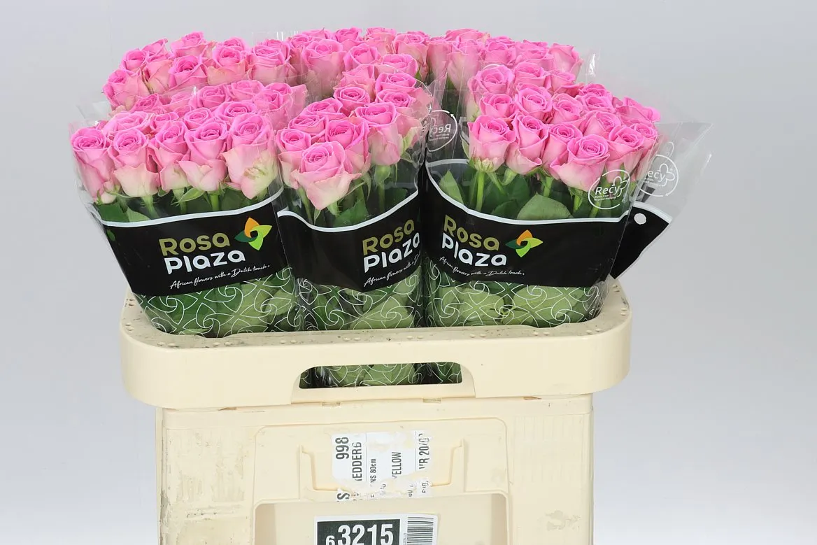 Rosa Gr Aqua Imp • 60 cm