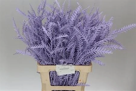 Ivanhoe Light Milka • 60 cm