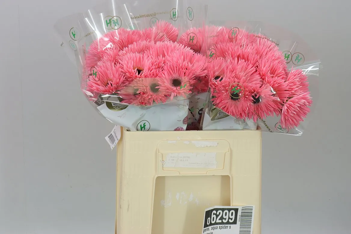 Germini Aqua Spider Spectacle • 50 cm