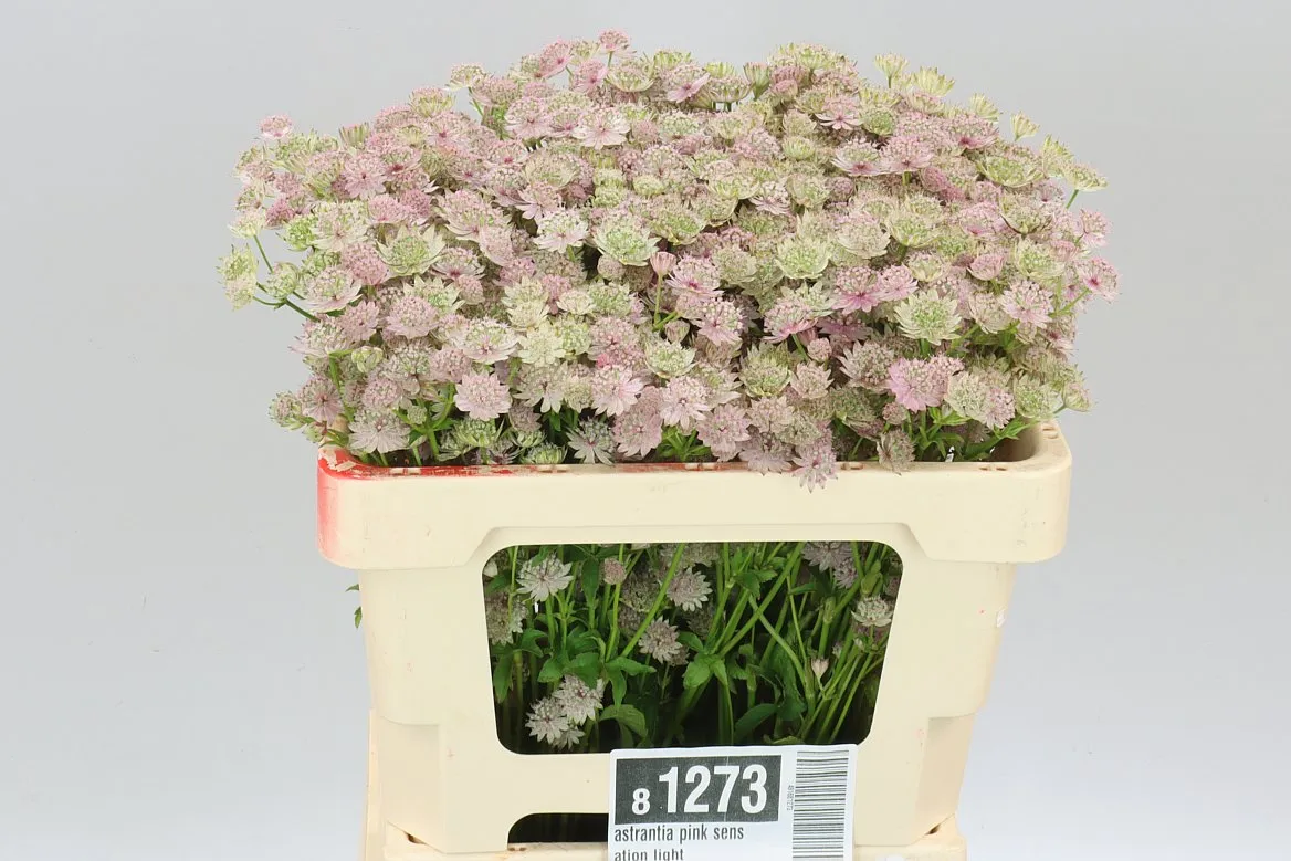 Astrantia Pink Sensation • 55 cm