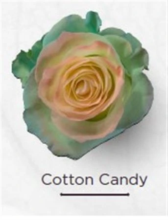 Ruža farbená Cotton Candy, Ekvádor • 50 cm