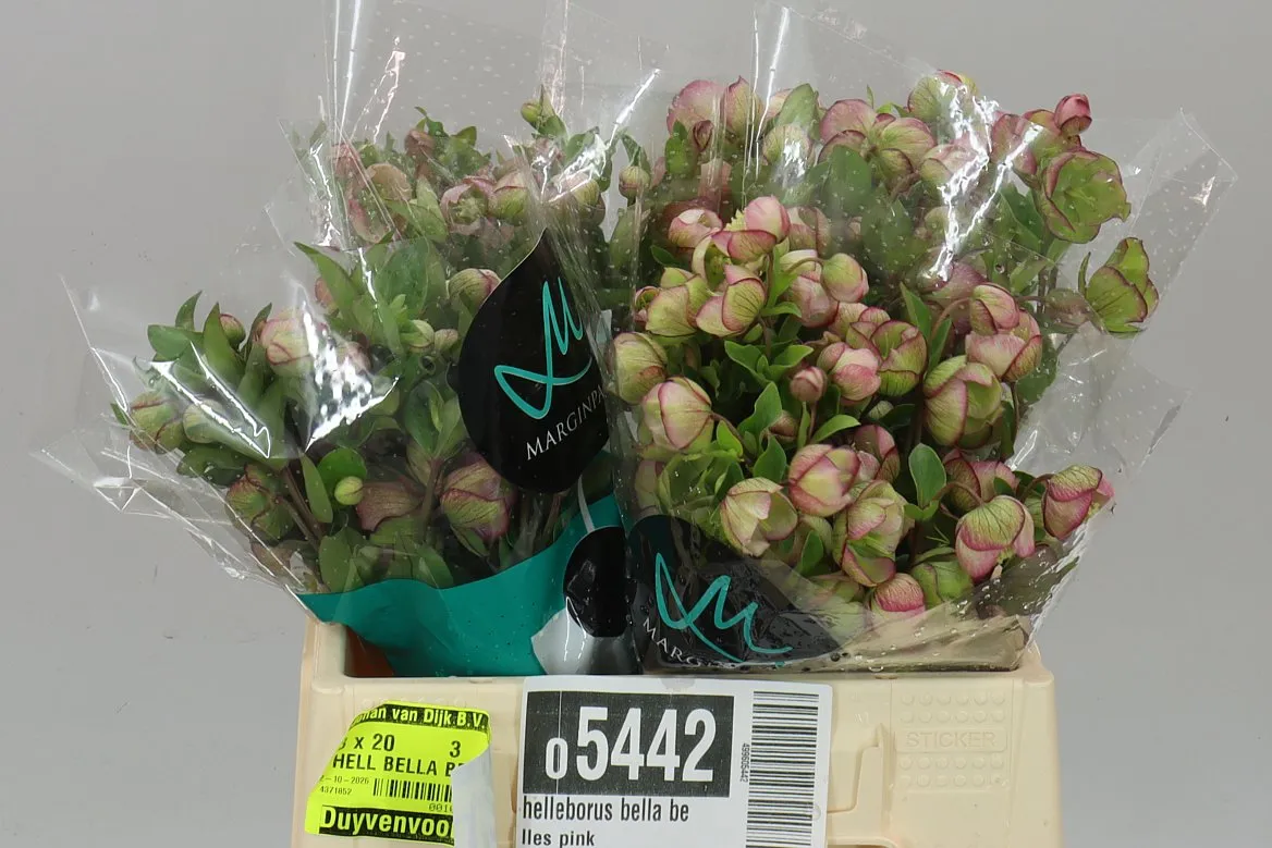 Helleborus Bella Belles Pink • 35 cm