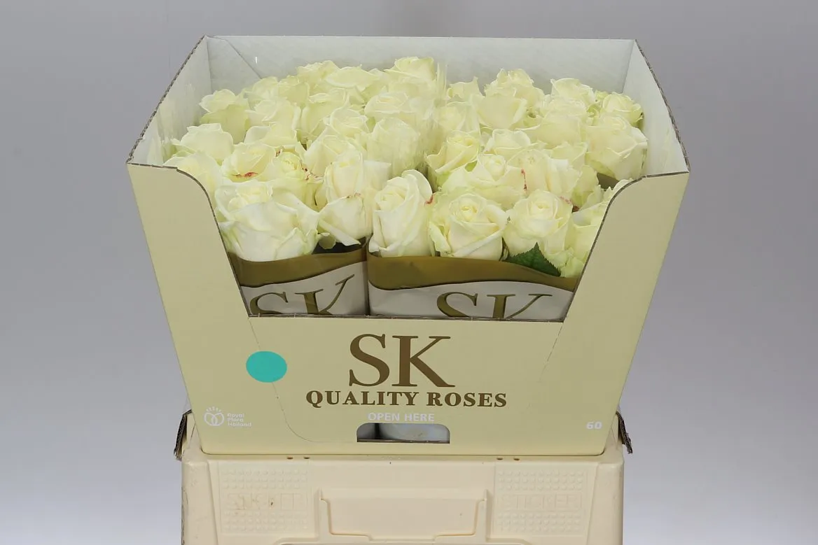 Ruža Avalanche Sk White Gold • 60 cm