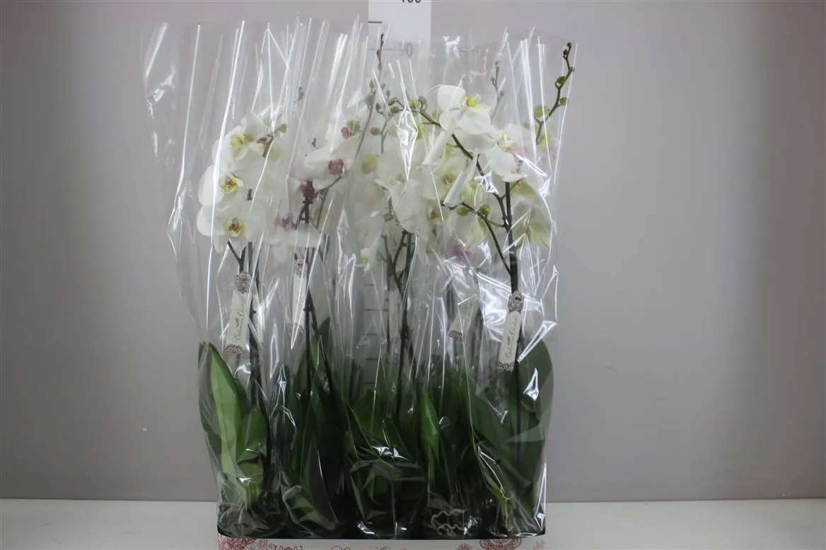 Orchidea Phalaenopsis biela mix 9+, 1 výhon • črepník 12 cm