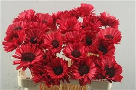 Gerbra Red X30, sušené • 50 cm