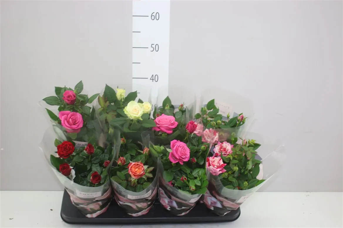 Rosa Patio Gemengd A2 • črepník 13 cm