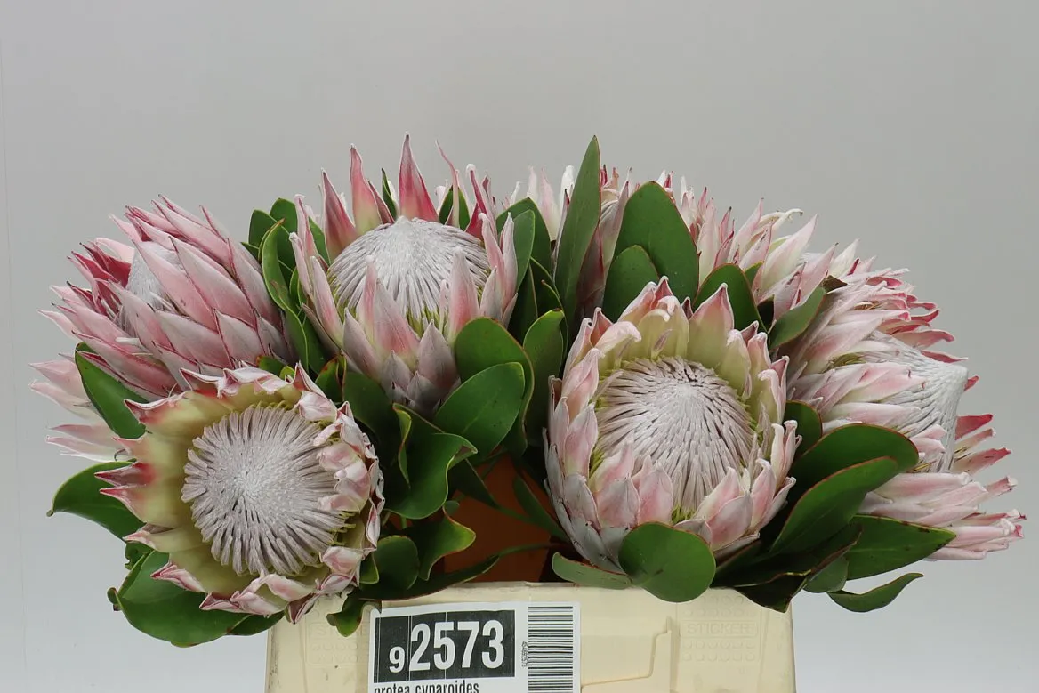 Protea Cynaroides • 40 cm