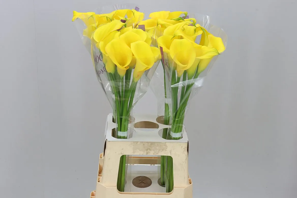 Zant Dutch Gold • 70 cm
