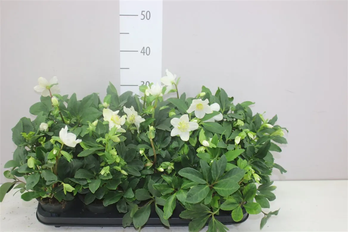 Helleborus N Happy Day 15+ • črepník 12 cm