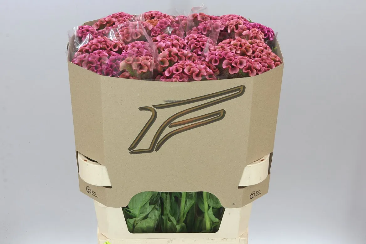 Celosia Lavly