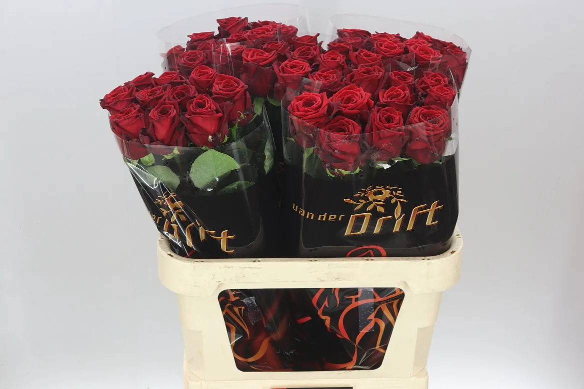 Rosa Gr Red Naomi Drf • 80 cm