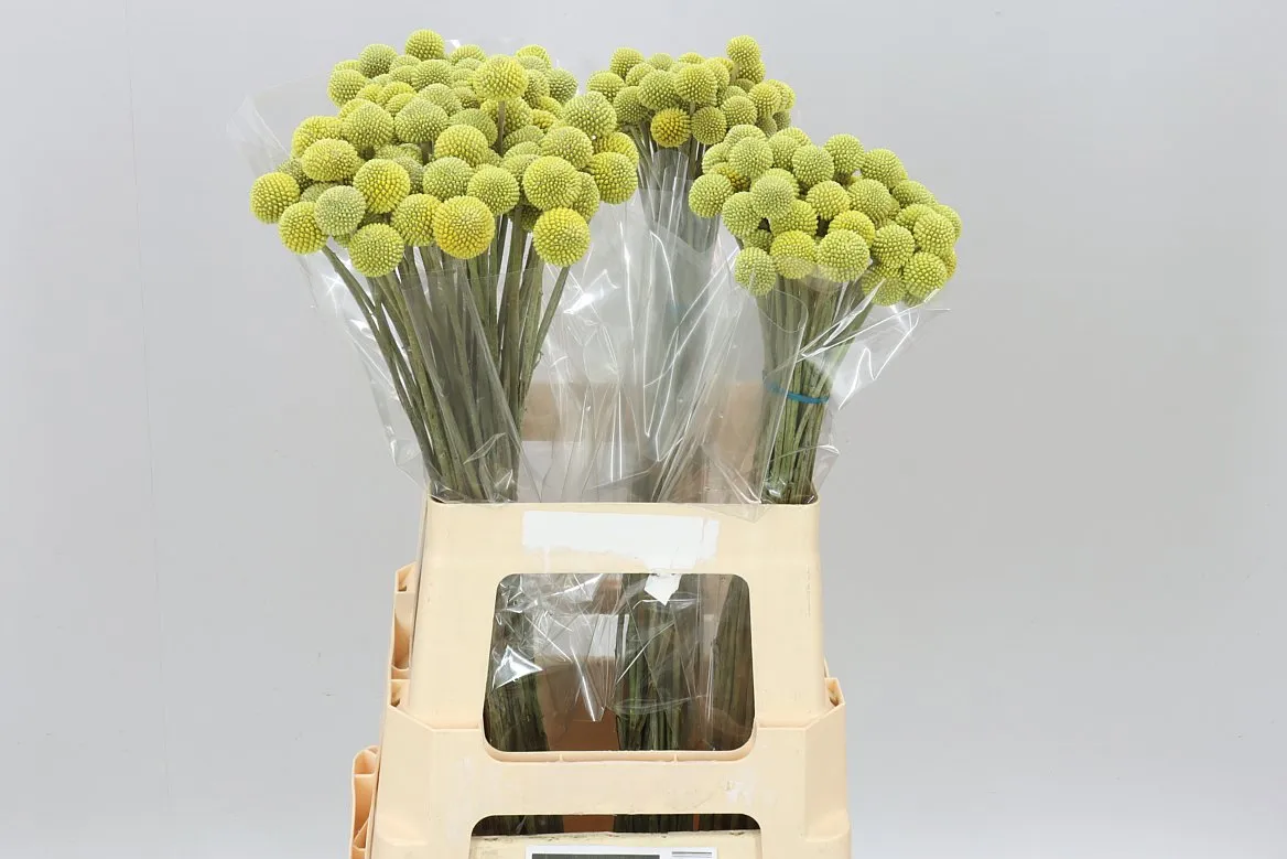 Craspedia • 62 cm