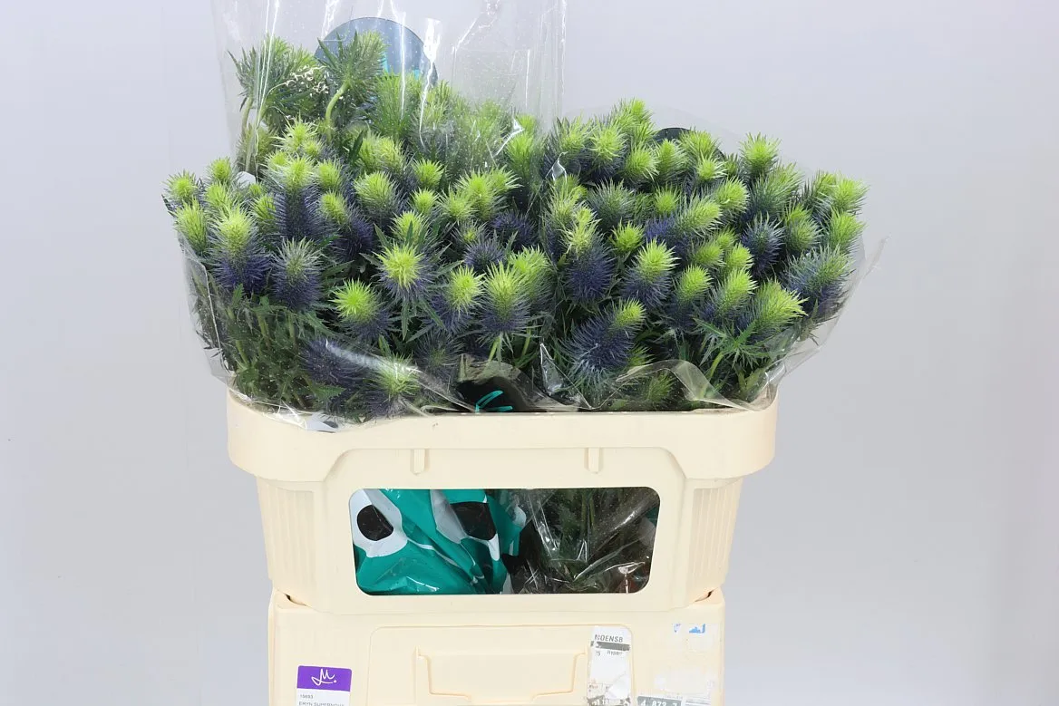 Eryngium Supernova • 70 cm