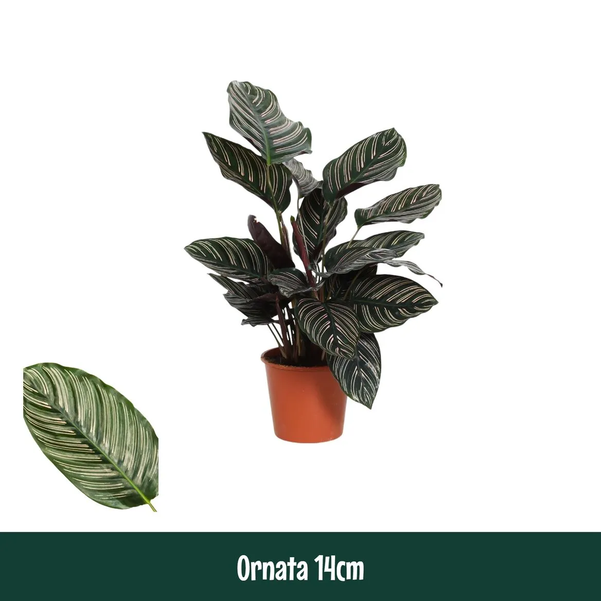Calathea Ornata • črepník 14 cm