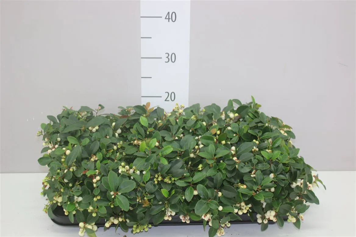 Gaultheria Pro Ciao Bella White • črepník 12 cm