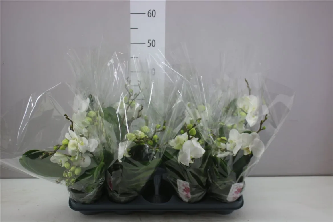 Orchidea Phalaenopsis Boho Love biela, 2 výhony • črepník 12 cm